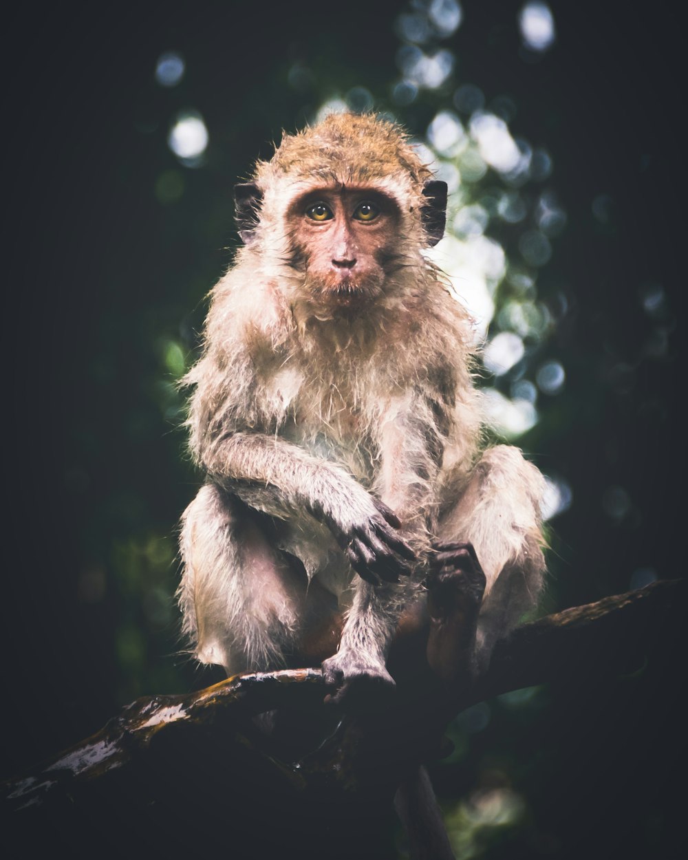 brown monkey on brown tree branch