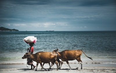 brown cow on beach during daytime epic zoom background