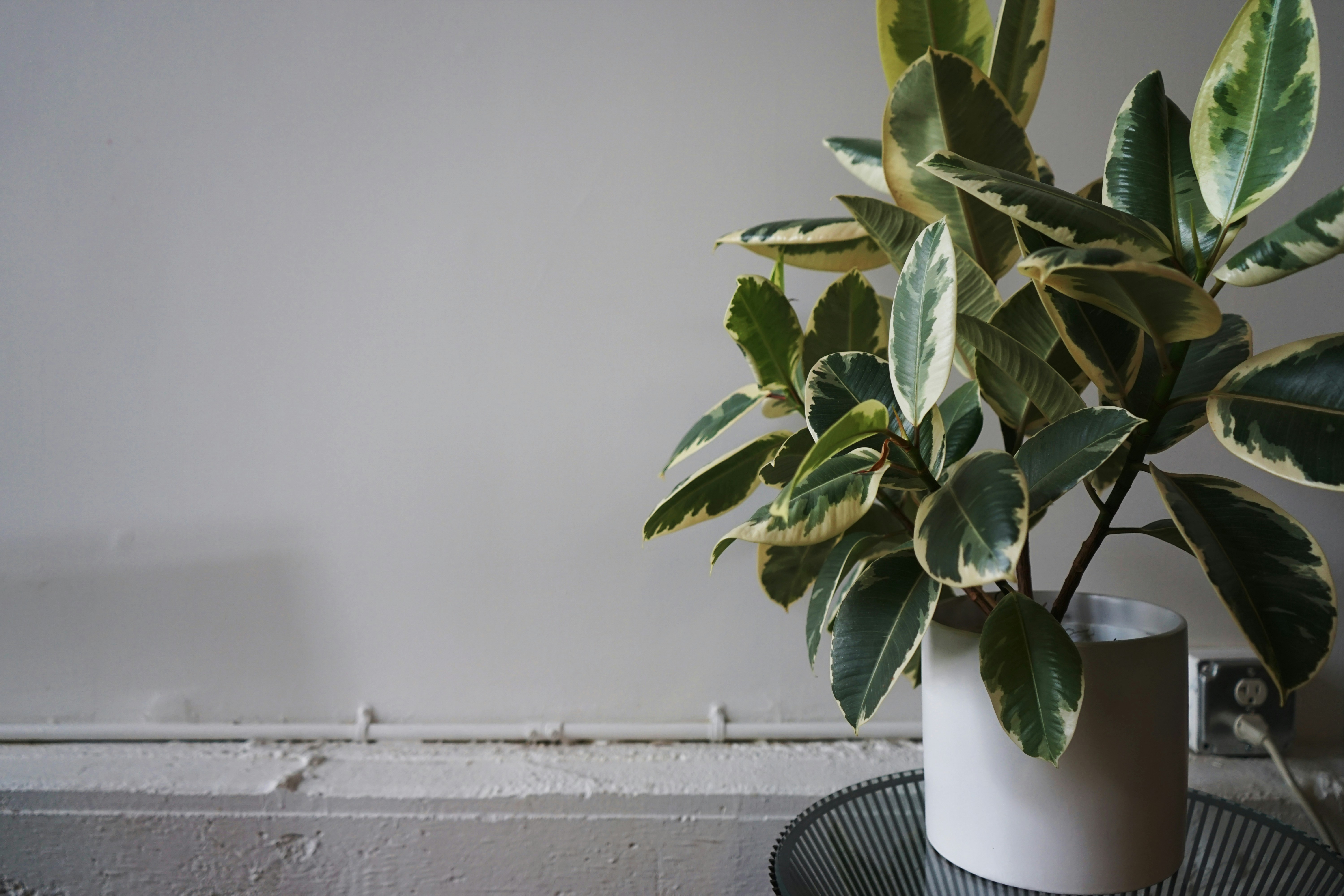 Photo by rosiebarley