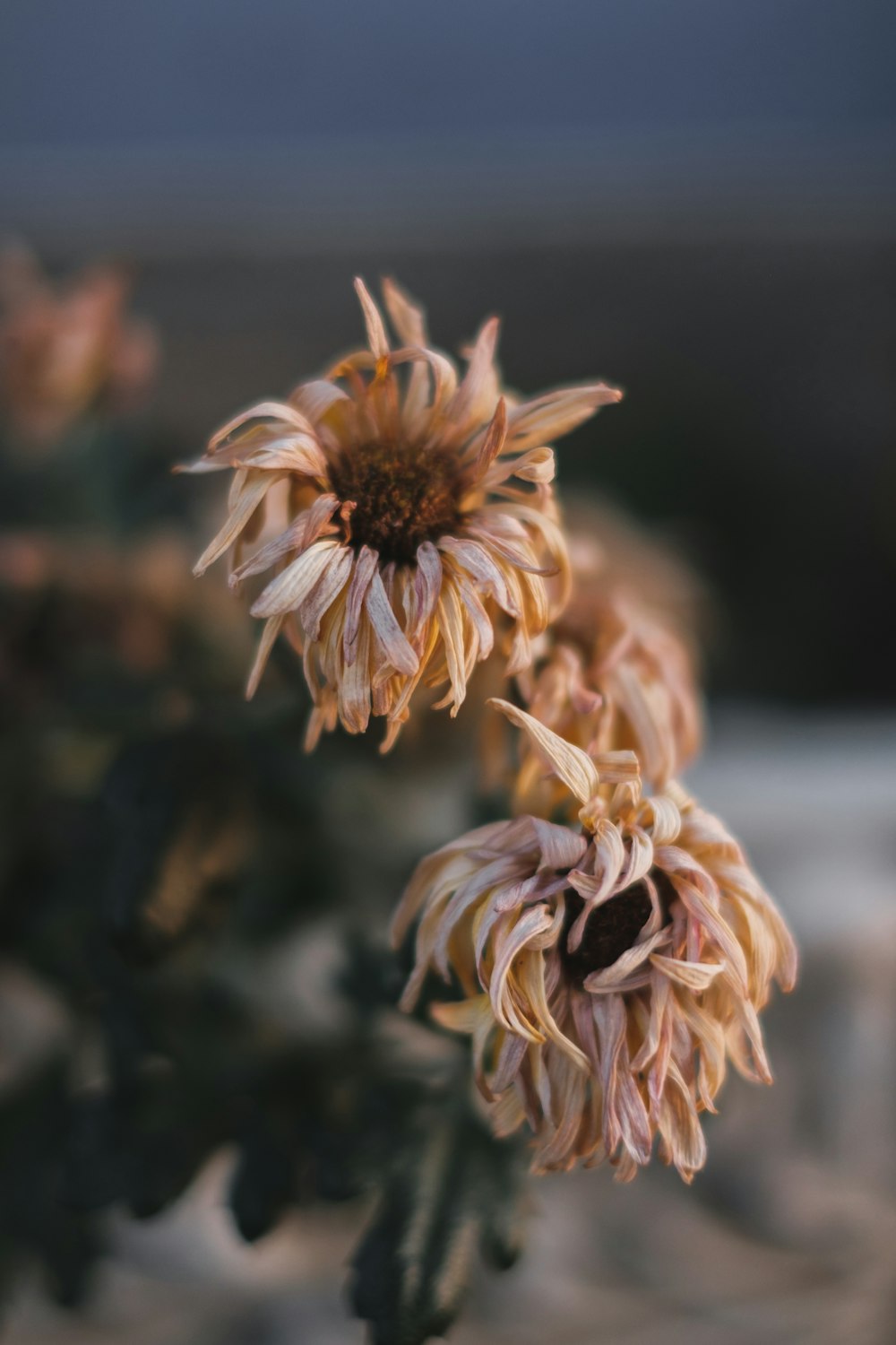 Fleur blanche et brune dans une lentille à bascule