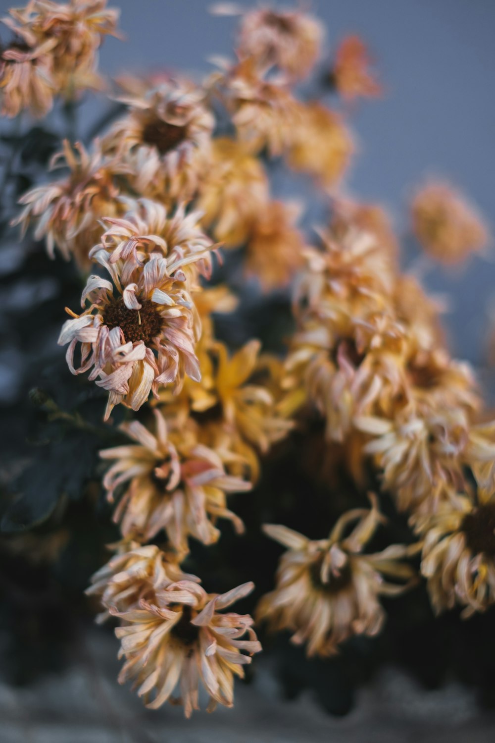 a close up of a bunch of flowers