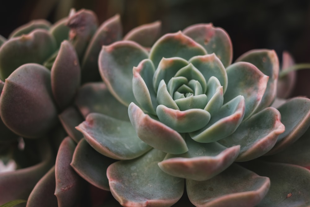 green and red succulent plant