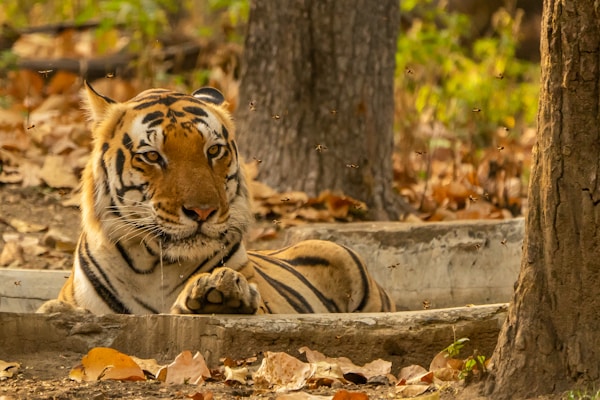Morning Safari in Kanha National Park and Overnight Train from Jabalpur to Agra
