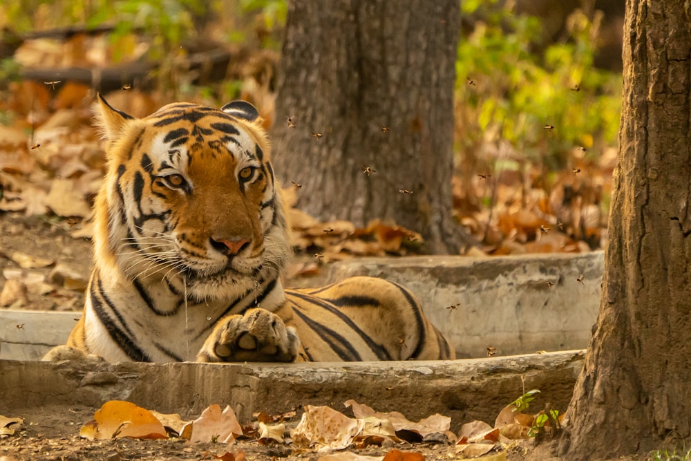 tiger lying on ground during daytime