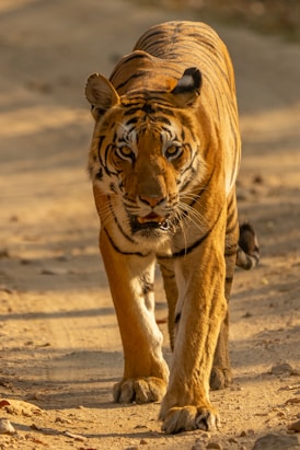 brown tiger walking on brown sand during daytime