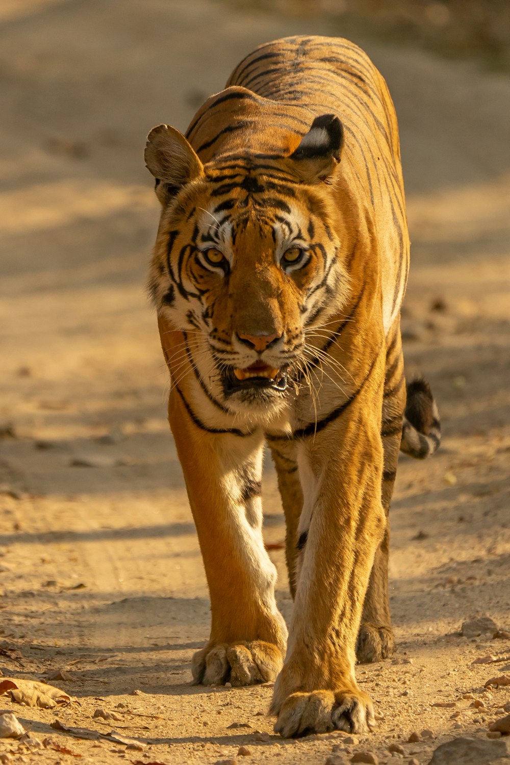 tigre marrone che cammina sulla sabbia marrone durante il giorno