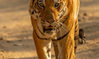 brown tiger walking on brown sand during daytime