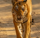 brown tiger walking on brown sand during daytime