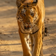 brown tiger walking on brown sand during daytime