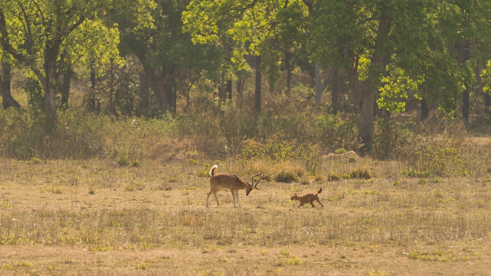 brown deer on green grass field during daytime