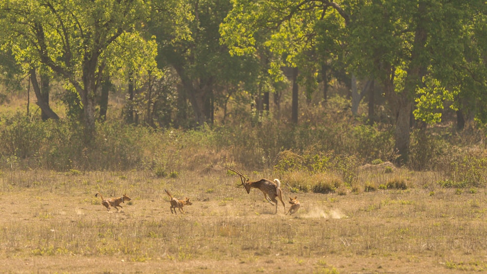 brown deer on brown grass field during daytime