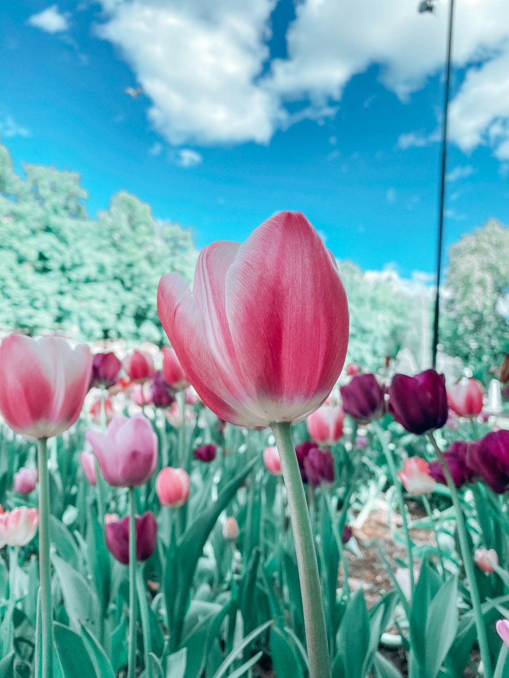 pink tulips under blue sky during daytime
