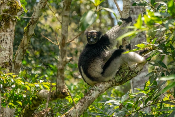 A vibrant photo of a curious indri lemur perched among lush green rainforest trees.