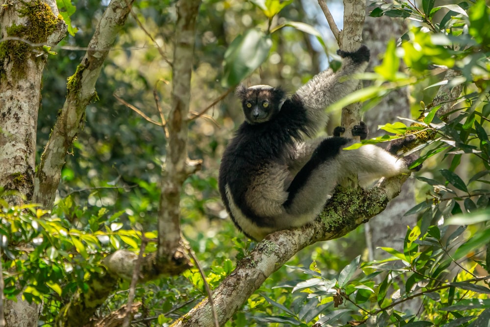 black and white monkey on tree branch during daytime