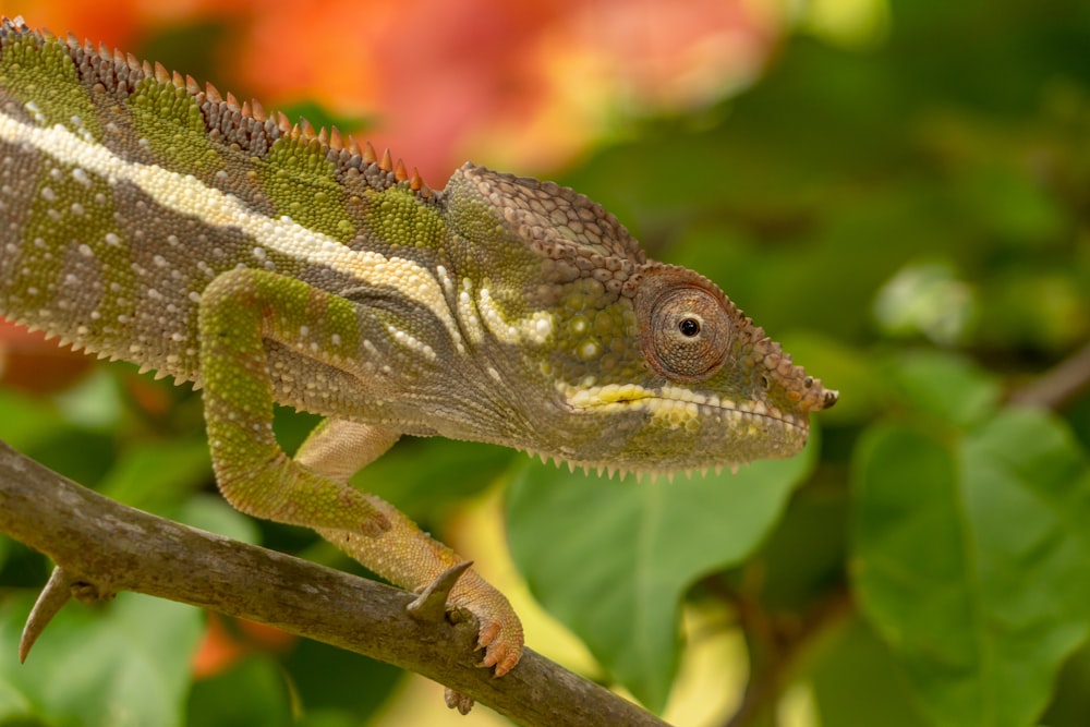 green and brown chameleon on brown tree branch