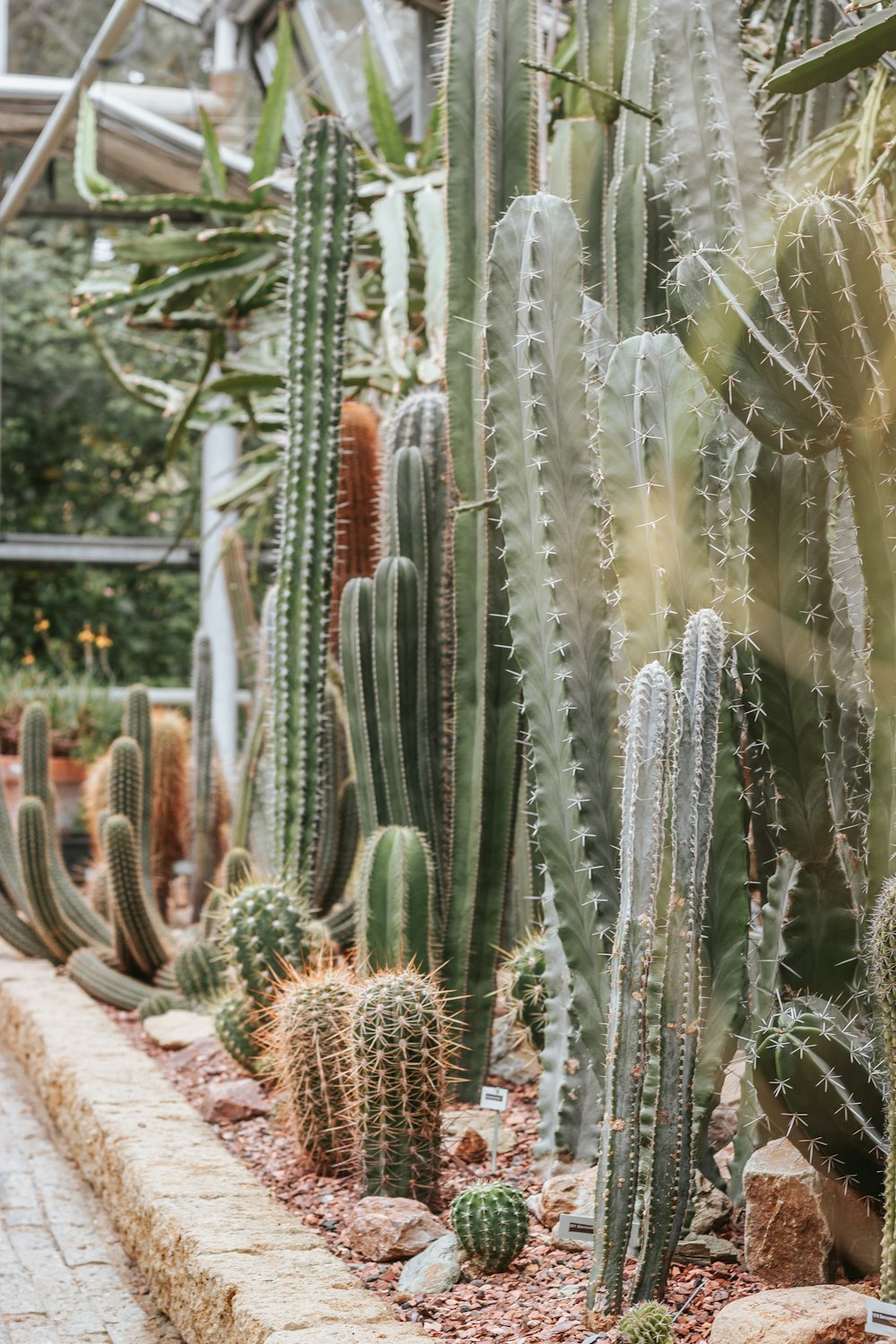Plantes de cactus verts pendant la journée