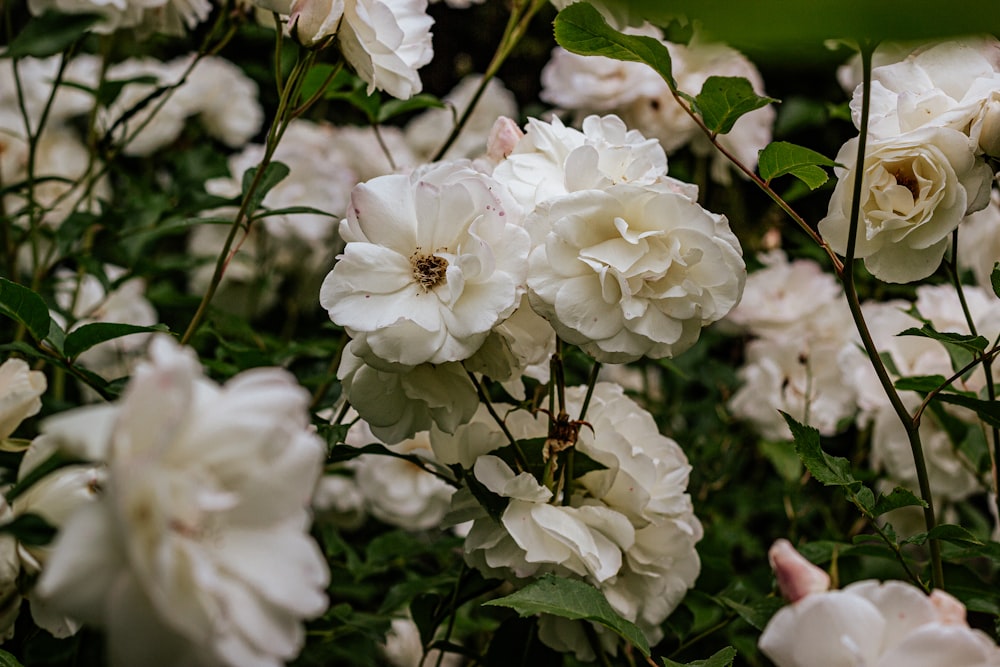 flores blancas con hojas verdes