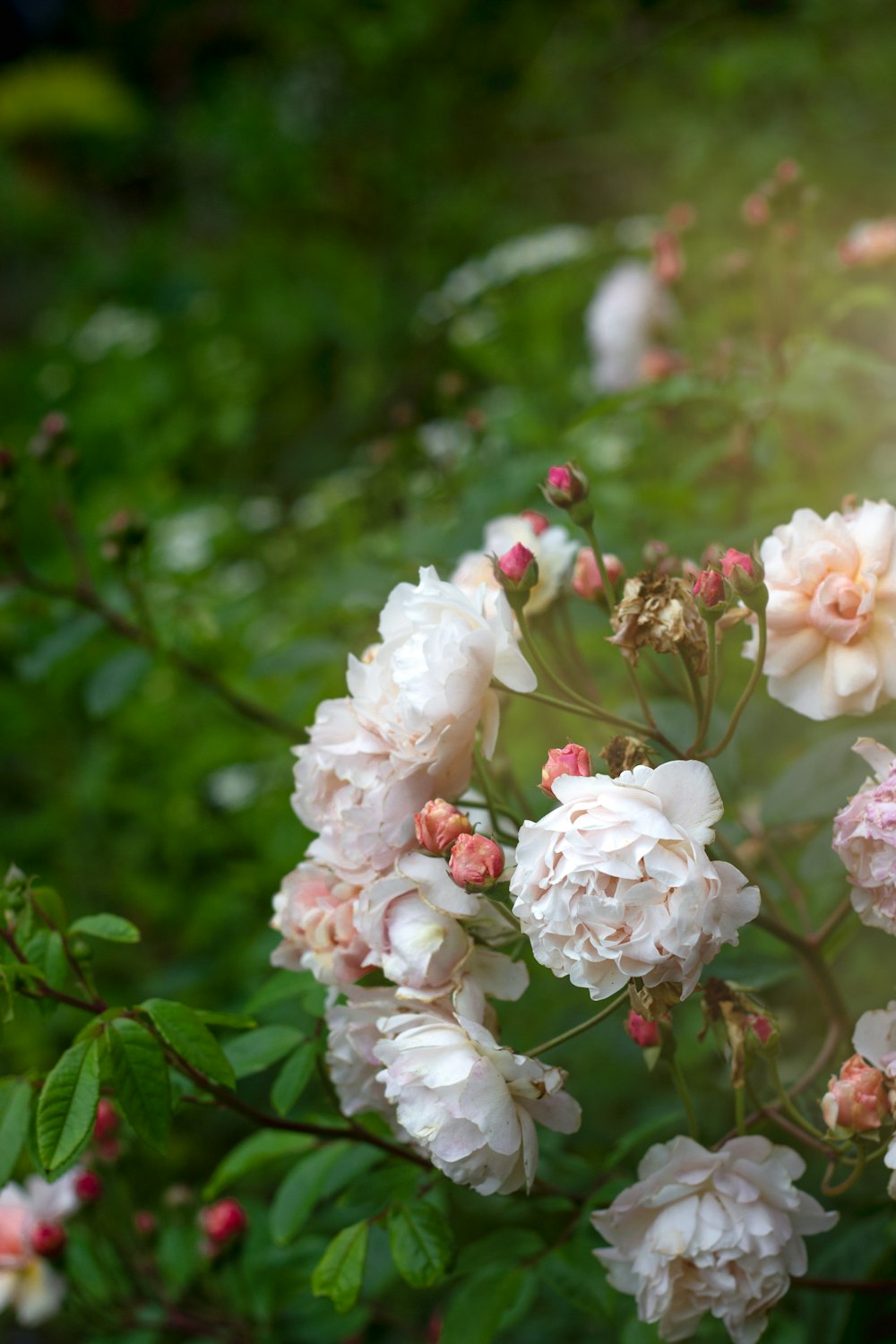 white and pink flowers in tilt shift lens