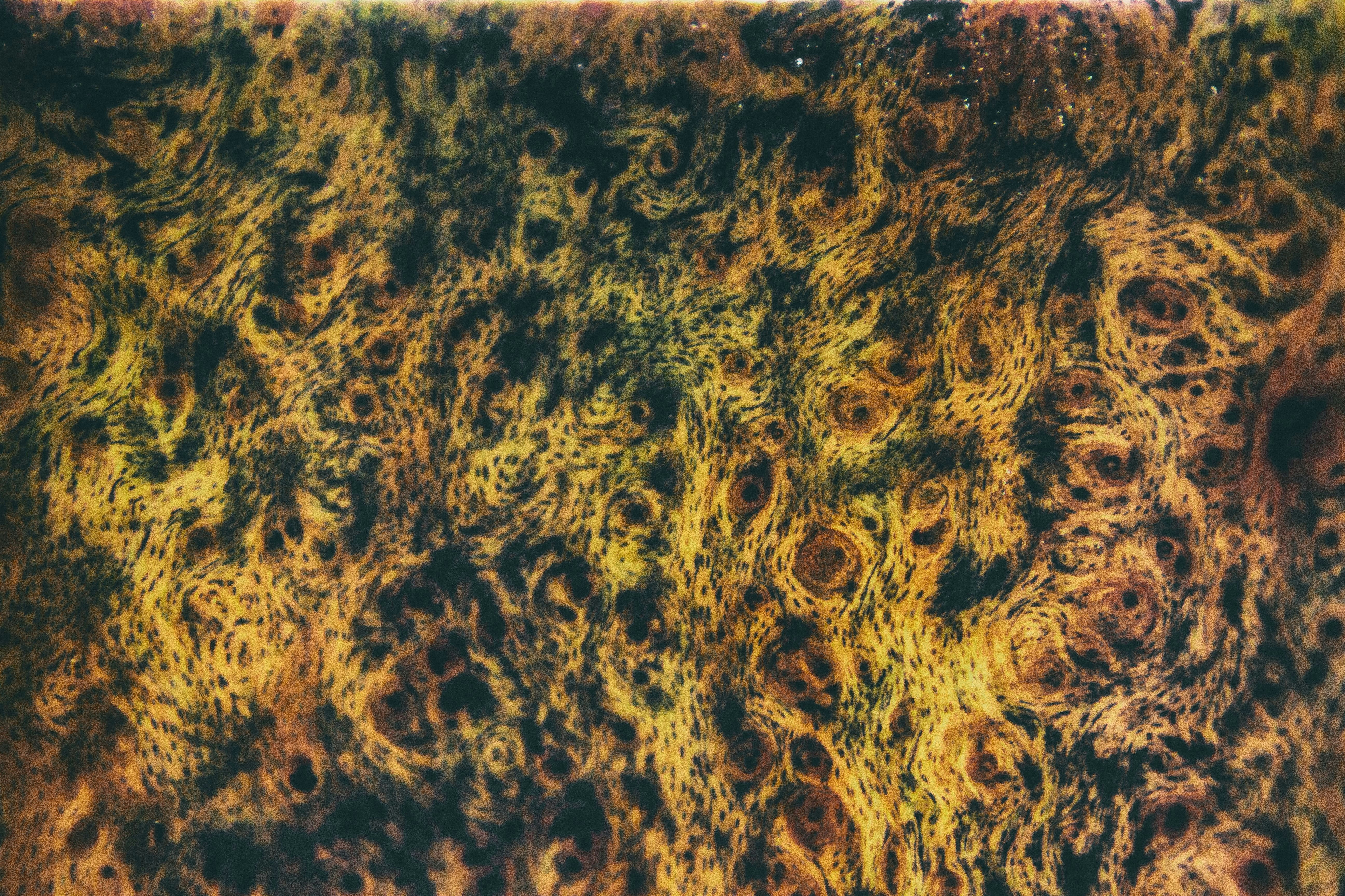 black and brown leopard textile