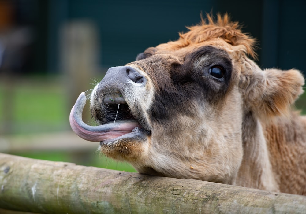 brown and white cow eating grass