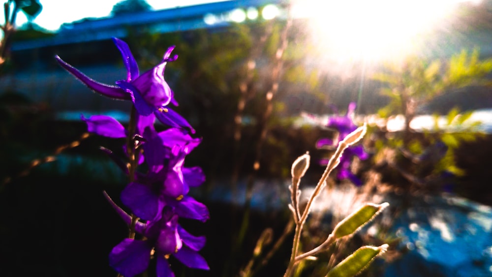 purple flower in tilt shift lens