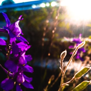 purple flower in tilt shift lens