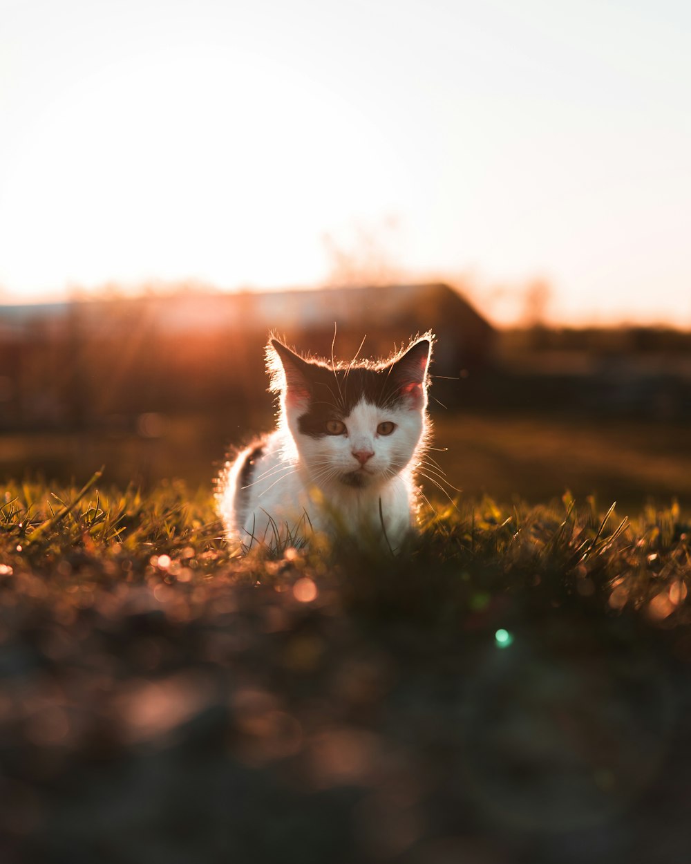 white and brown cat on brown grass during daytime