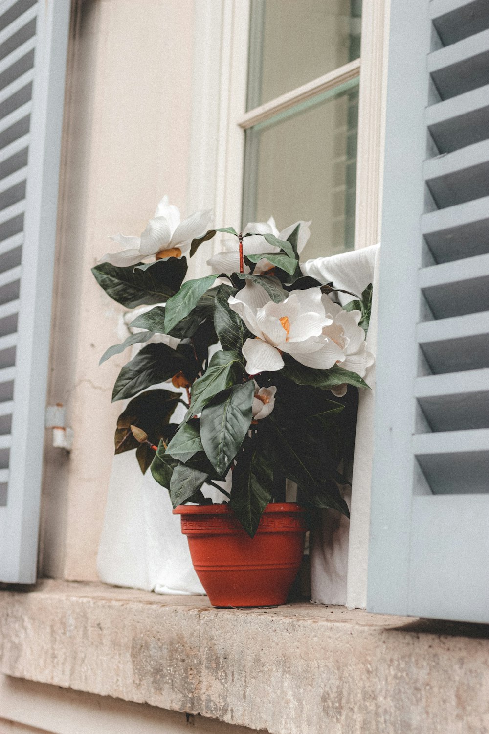 white flowers on brown clay pot