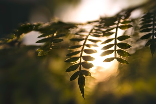 green leaf plant during daytime in Tegucigalpa Honduras