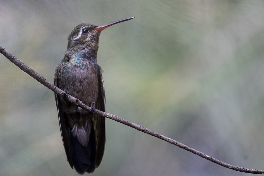 green and brown humming bird