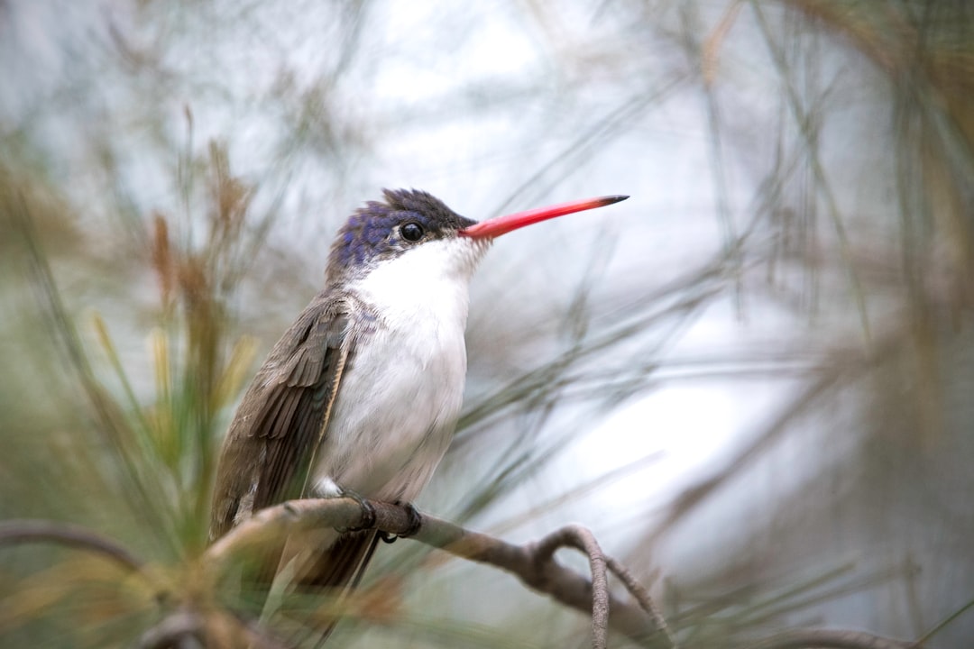 white and black bird on brown tree branch