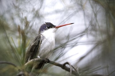 white and black bird on brown tree branch
