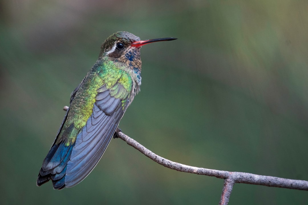 blue and green bird on brown tree branch