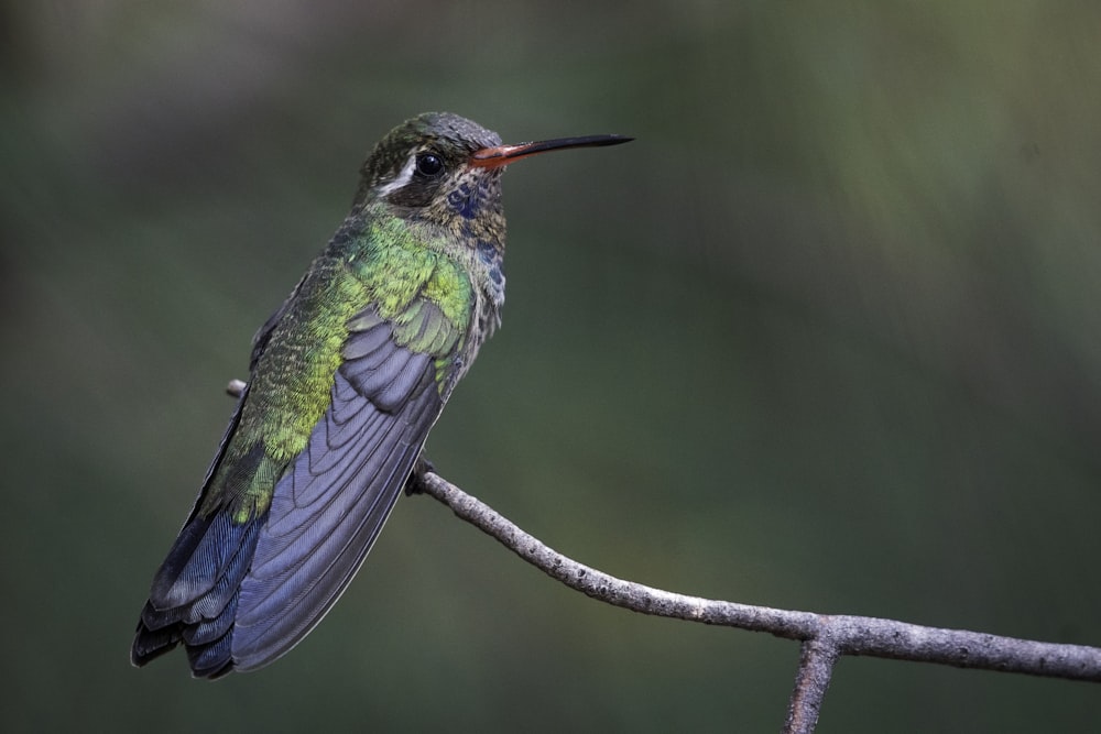 blue and green bird on brown tree branch