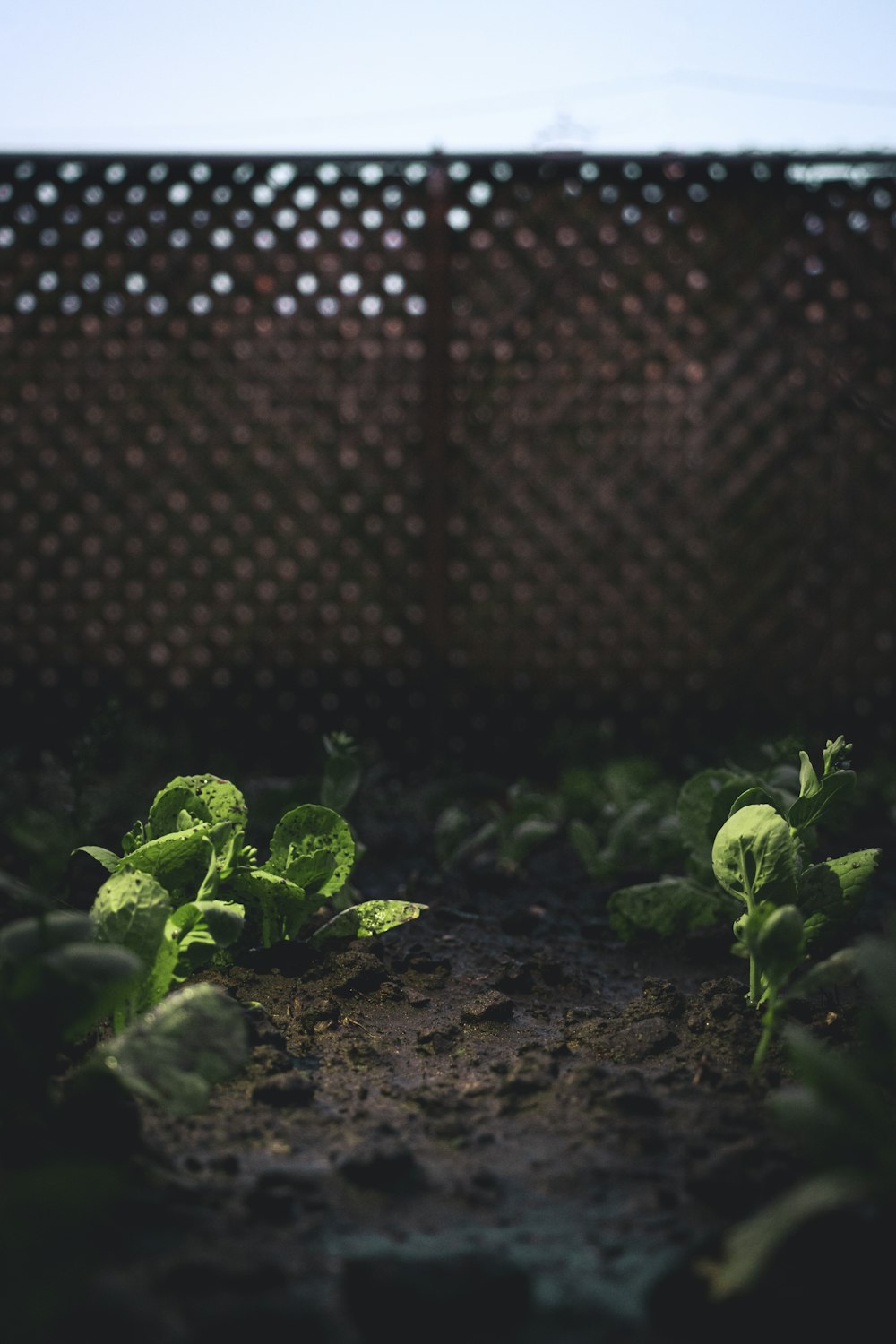 green plant on brown soil