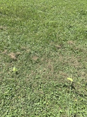 A lush grass patch with a few scattered leaves on the ground. The grass appears well-maintained and green, though some areas show slight brown patches possibly due to wear or dryness.