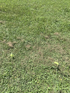 A lush grass patch with a few scattered leaves on the ground. The grass appears well-maintained and green, though some areas show slight brown patches possibly due to wear or dryness.