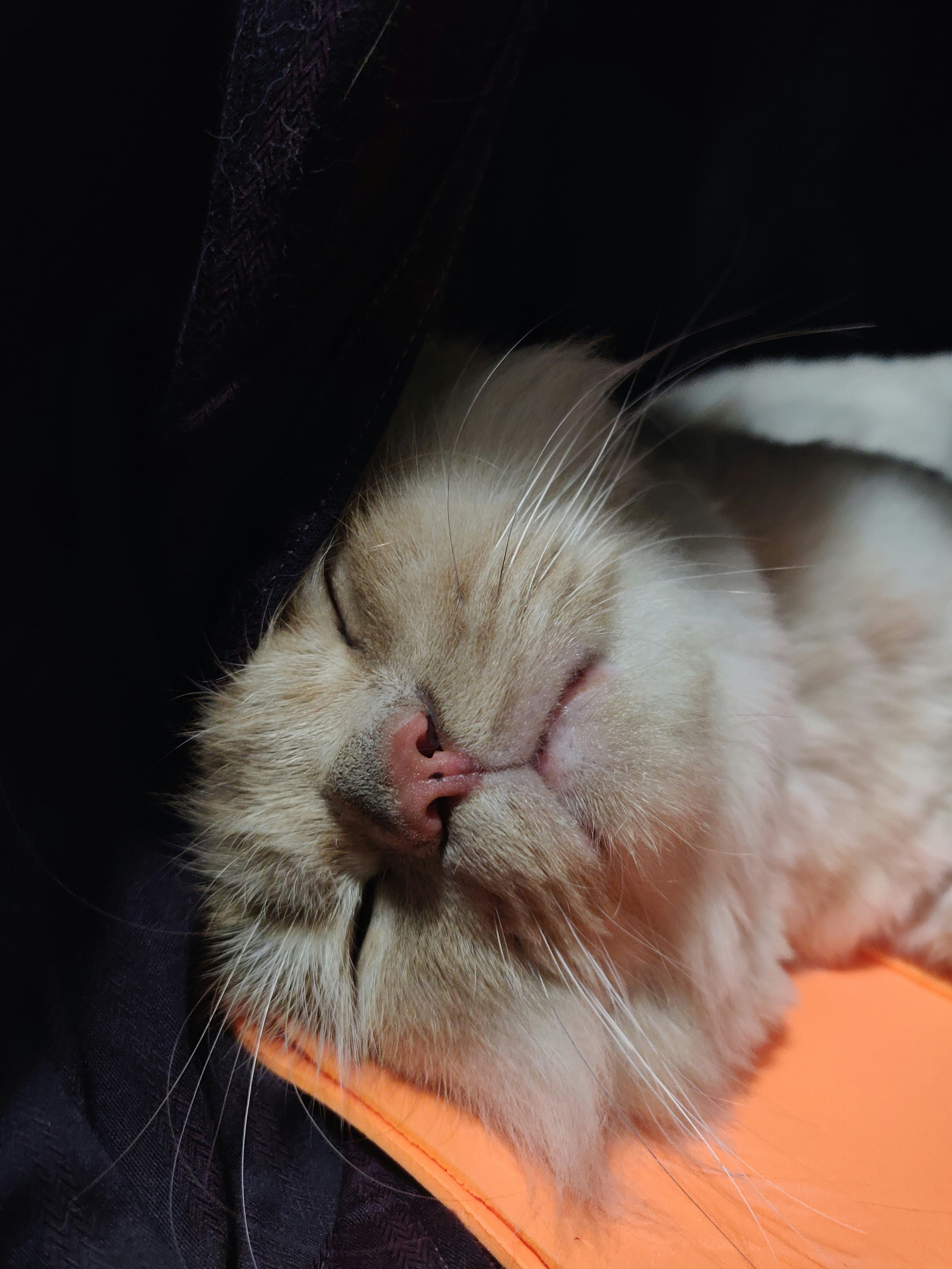 white and brown cat on black textile