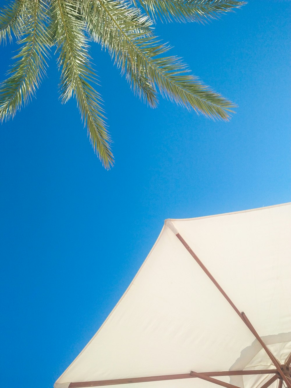 palmier vert sous le ciel bleu pendant la journée