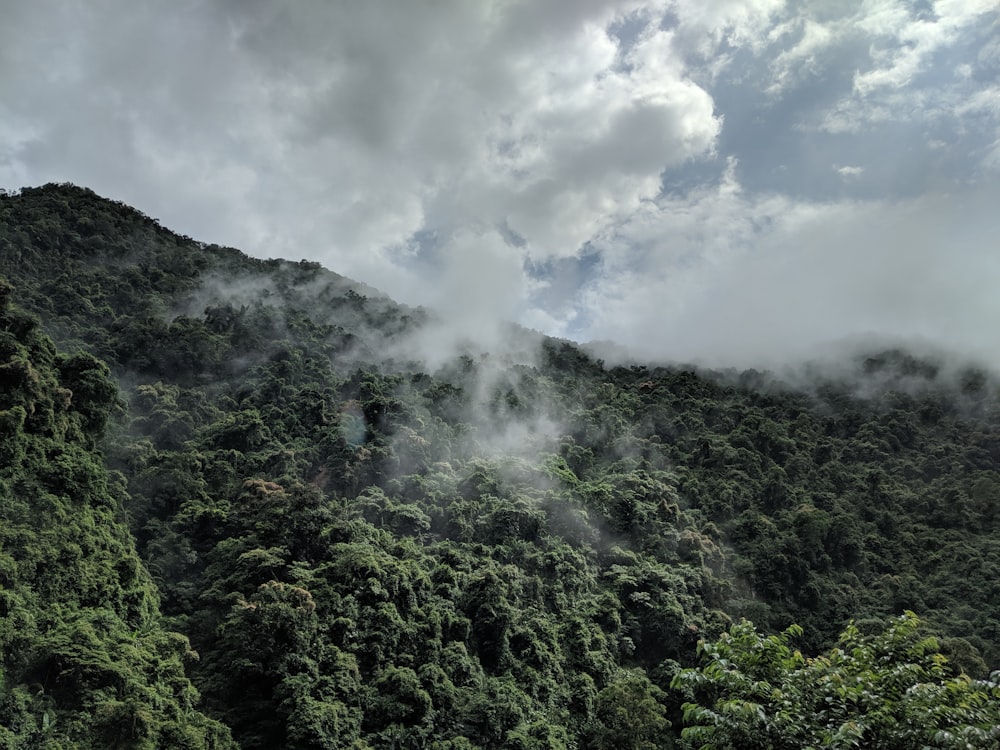 Grüne Bäume auf dem Berg tagsüber unter weißen Wolken