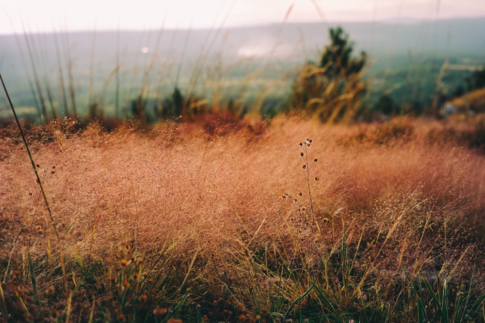 brown grass field during daytime