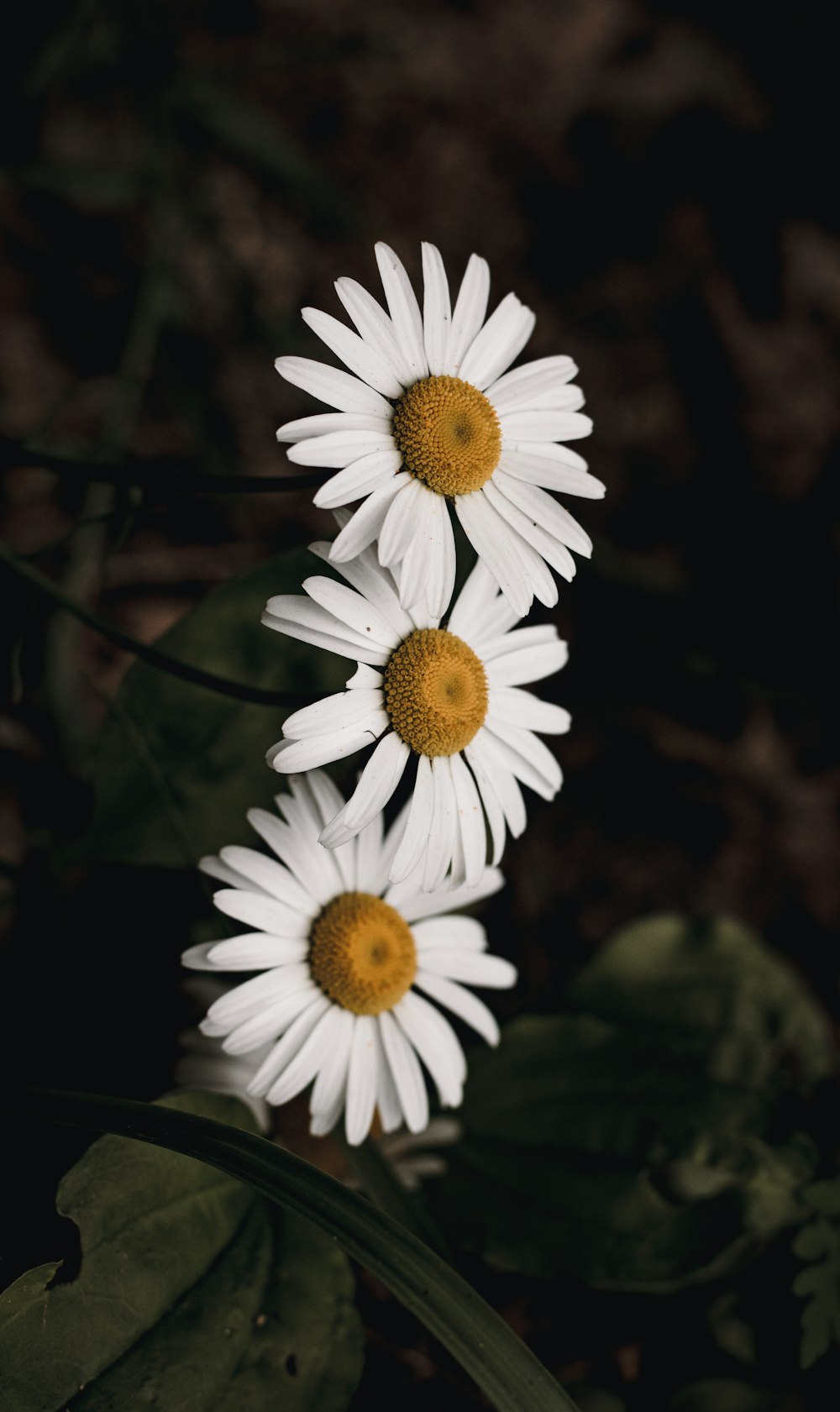 Weißes Gänseblümchen blüht tagsüber