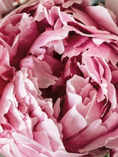 A detailed life drawing of a blooming peony flower, capturing delicate petals and subtle shades.