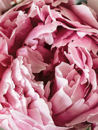 Close-up of a delicate peony watercolor with layered pink petals.