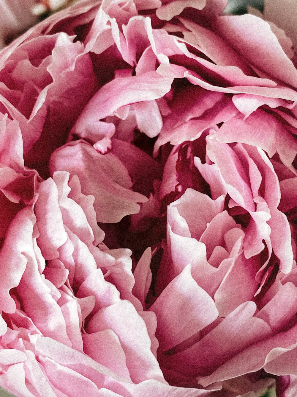 pink flower in macro shot