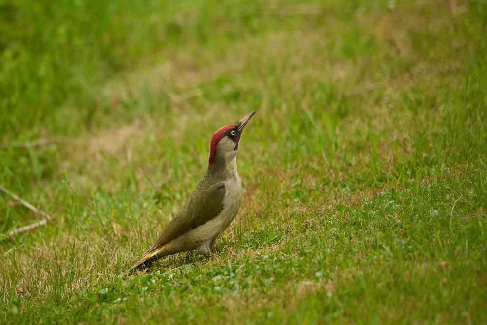 brown and red bird on green grass during daytime