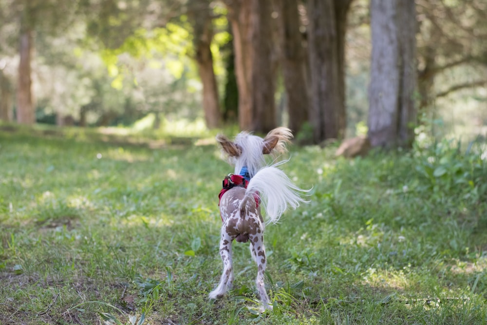 brown and white short coated dog running on green grass field during daytime