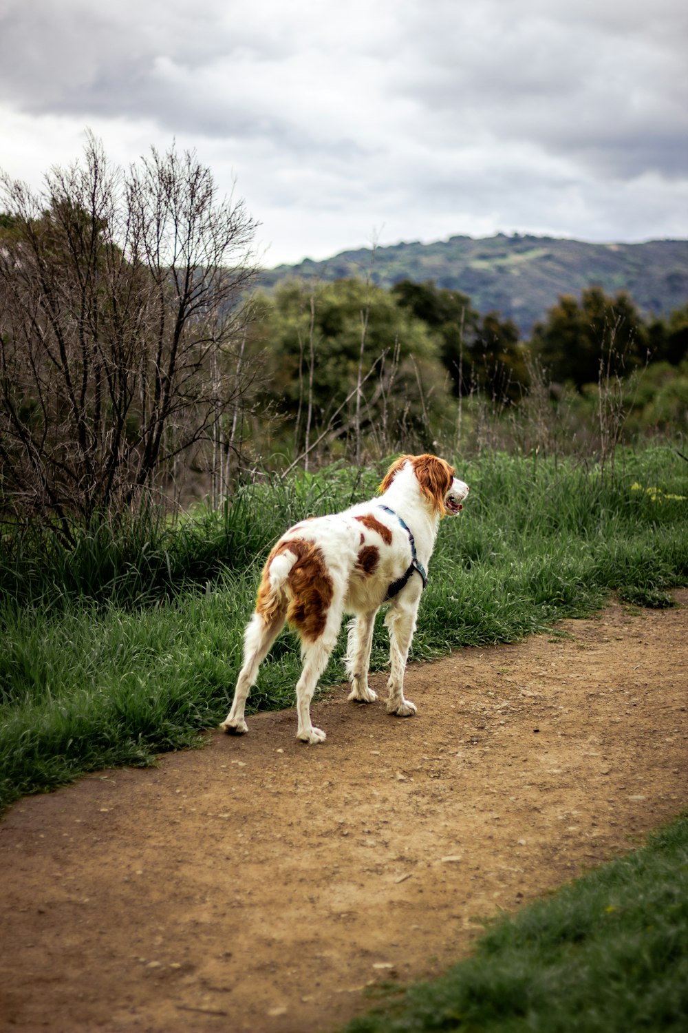 white and brown short coated dog on brown dirt road during daytime
