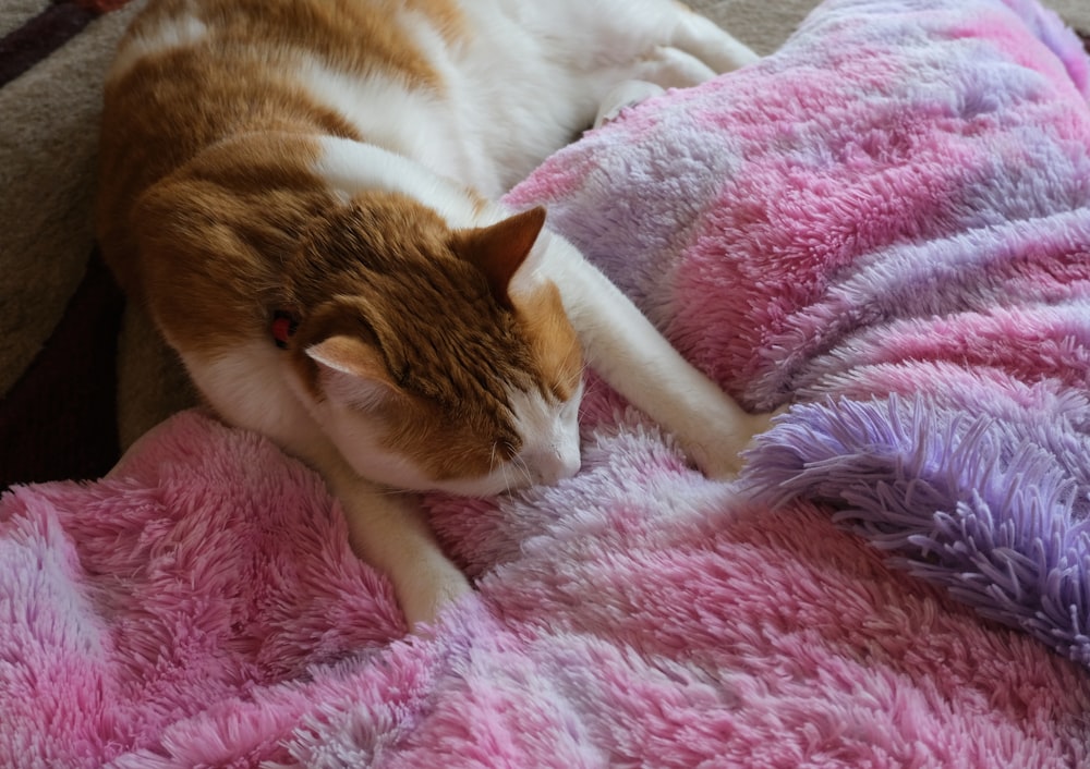 brown and white cat lying on pink textile