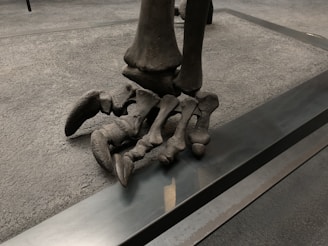 A close-up view of a large dinosaur foot fossil displayed on a textured surface. The bones are dark and well-preserved, mounted on a metal frame. The surrounding area consists of a uniform gray, textured floor.